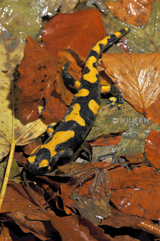 火蝾螈（Salamandra salamandra）